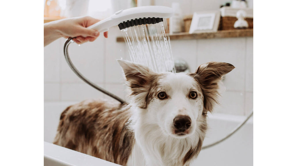 Shower dog on sale